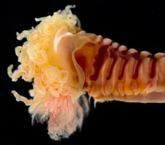 Pista brevibranchiata thumbnail 1