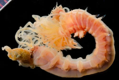 Scionella japonica