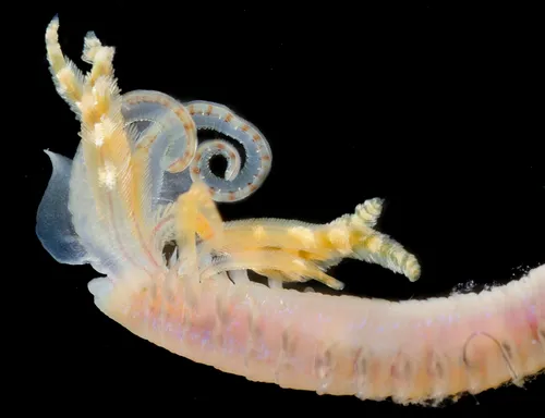 Paraprionospio alata