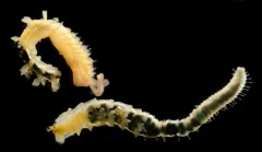 Phyllochaetopterus prolifica thumbnail 4