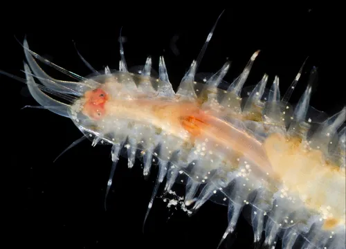 Lepidasthenia longicirrata
