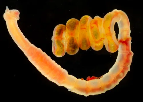 Decamastus gracilis