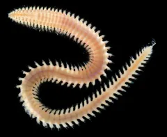 Nephtys ferruginea thumbnail 3
