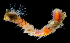 Cemented Sandmason Tubeworm thumbnail 2