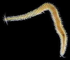 Eumida longicornuta thumbnail 1