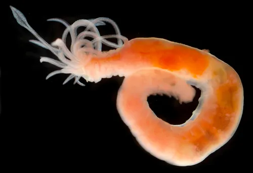 Lanassa gracilis