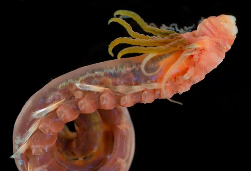 Ampharete acutifrons