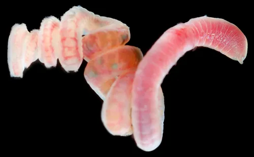 Heteromastus filobranchus