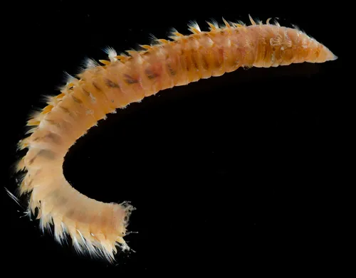 Phylo felix