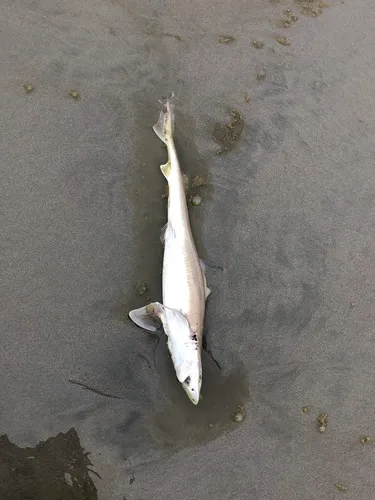 Brown Smooth-hound
