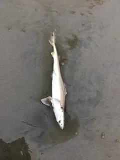 Brown Smooth-hound thumbnail 1
