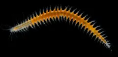 Micropodarke dubia thumbnail 4