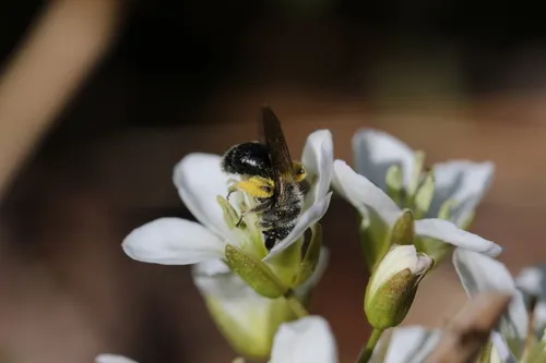 Black-haired Miner Bee