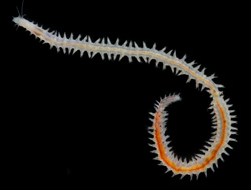 Nereis procera