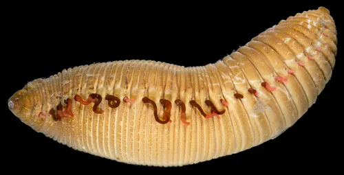 Travisia pupa
