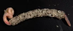 Axiothella rubrocincta thumbnail 2