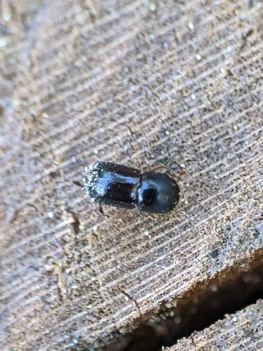 Black Stem Borer