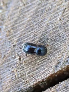 Black Stem Borer thumbnail 1