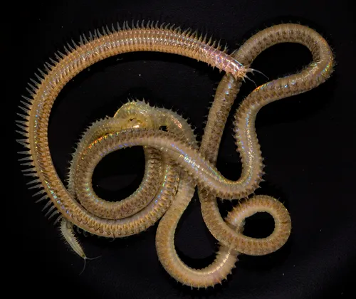Onuphis elegans