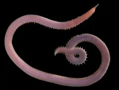 Hemipodia simplex thumbnail 4