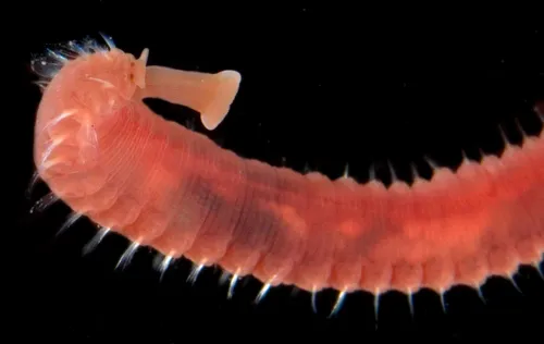 Hyboscolex pacificus