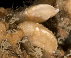 Hamatoscalpellum columbianum thumbnail 2