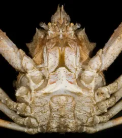 Pacific Lyre Crab thumbnail 2
