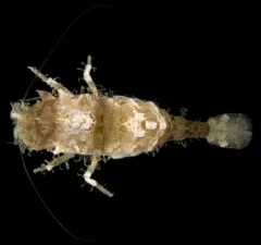Saddleback Shrimp thumbnail 4