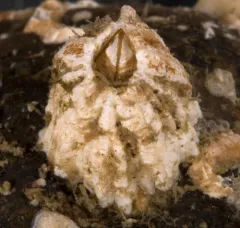 Solidobalanus engbergi thumbnail 4