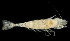 Alaska shrimp thumbnail 2