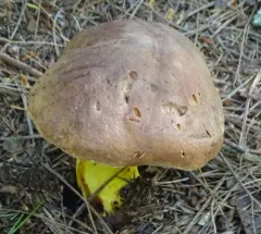 butter-foot bolete thumbnail 3