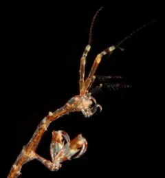 Caprella irregularis thumbnail 2