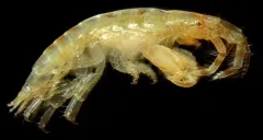 Jassa staudei thumbnail 2