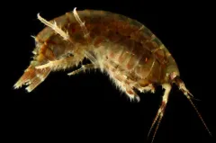 Anisogammarus pugettensis thumbnail 4