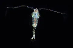 Tortanus discaudatus thumbnail 2