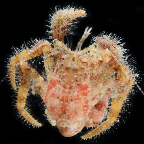 Bluespine Hermit Crab