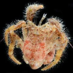 Bluespine Hermit Crab thumbnail 1