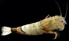 Coastal Spinyhead thumbnail 2