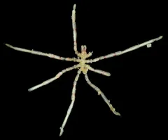 Spiny-thigh Sea Spider thumbnail 1