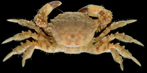 Lophopanopeus diegensis