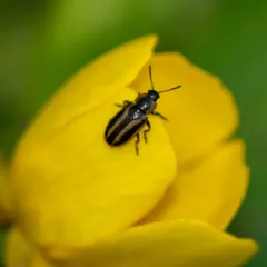Banded Leaf Beetle thumbnail 1