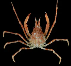 Longhorn Decorator Crab thumbnail 2