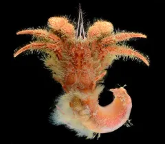 Paguristes turgidus thumbnail 2