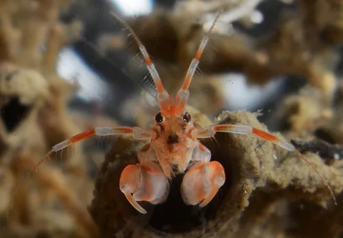Tube-dwelling Sea Flea
