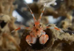 Tube-dwelling Sea Flea thumbnail 1