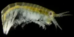 Calliopius pacificus thumbnail 4