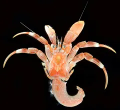 Aleutican Hermit Crab thumbnail 3