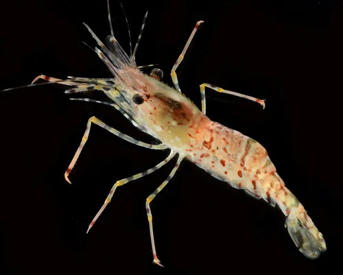 Coonstriped Shrimp
