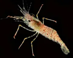 Coonstriped Shrimp thumbnail 1
