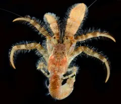 Pagurus capillatus thumbnail 1